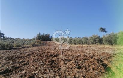 Muğla Menteşe Gazeller Mahallesi’nde Satılık Tarla