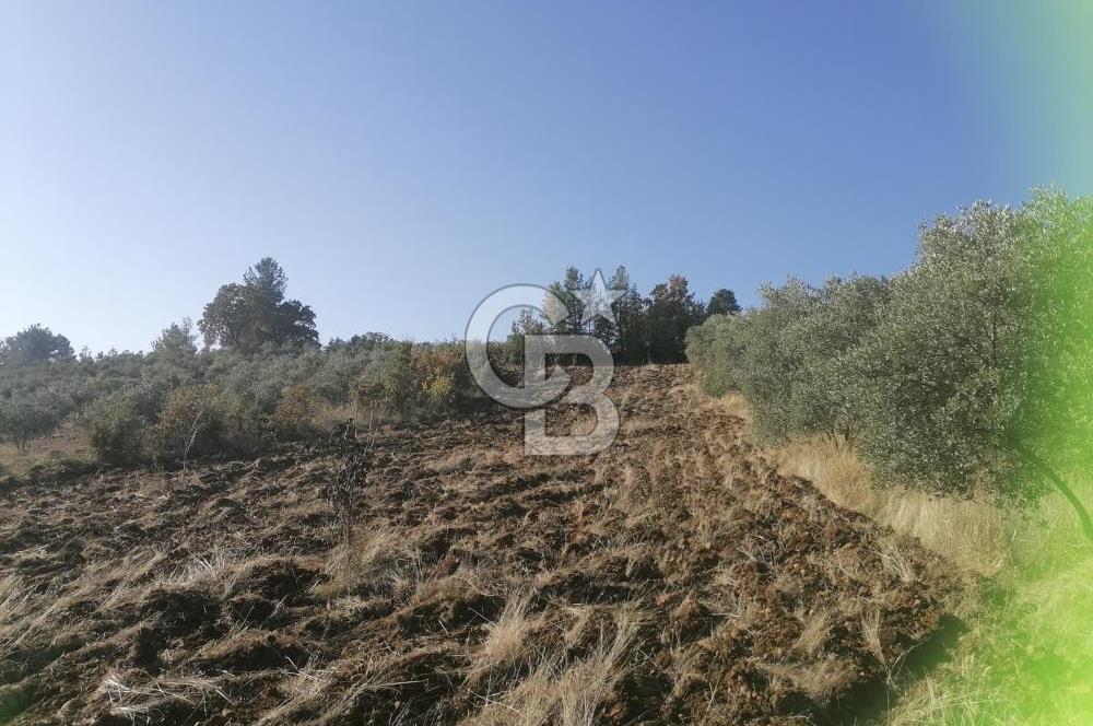 Muğla Menteşe Gazeller Mahallesi’nde Satılık Tarla