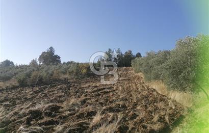 Muğla Menteşe Gazeller Mahallesi’nde Satılık Tarla