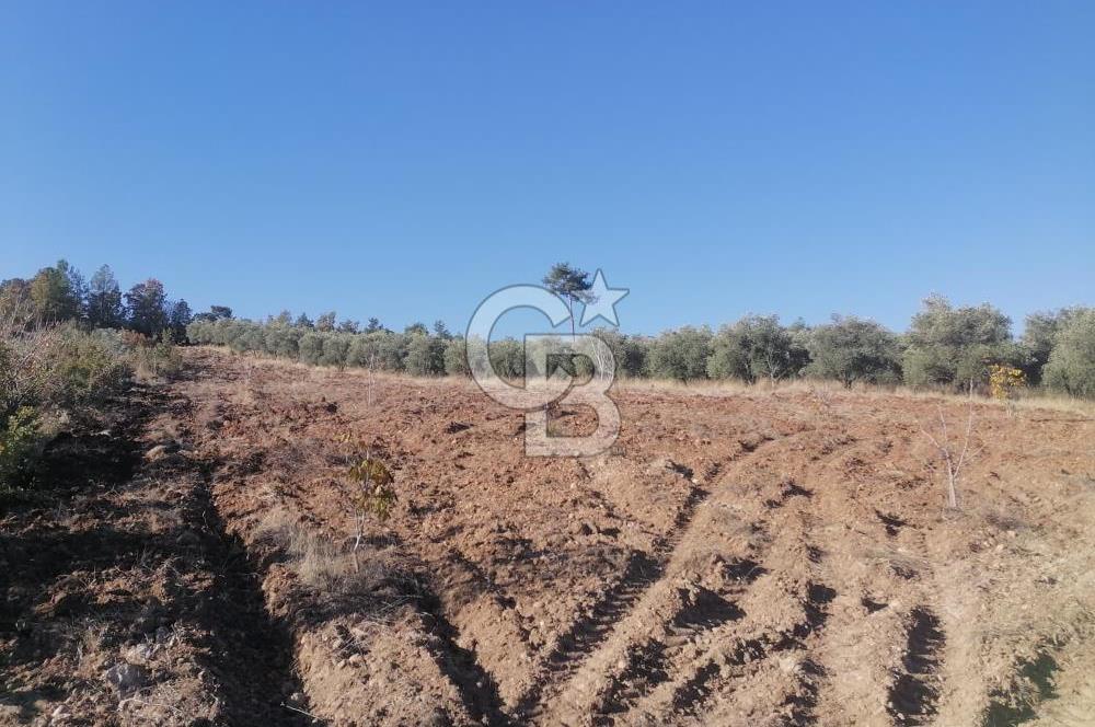 Muğla Menteşe Gazeller Mahallesi’nde Satılık Tarla