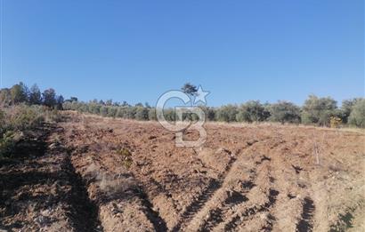 Muğla Menteşe Gazeller Mahallesi’nde Satılık Tarla
