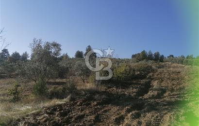 Muğla Menteşe Gazeller Mahallesi’nde Satılık Tarla