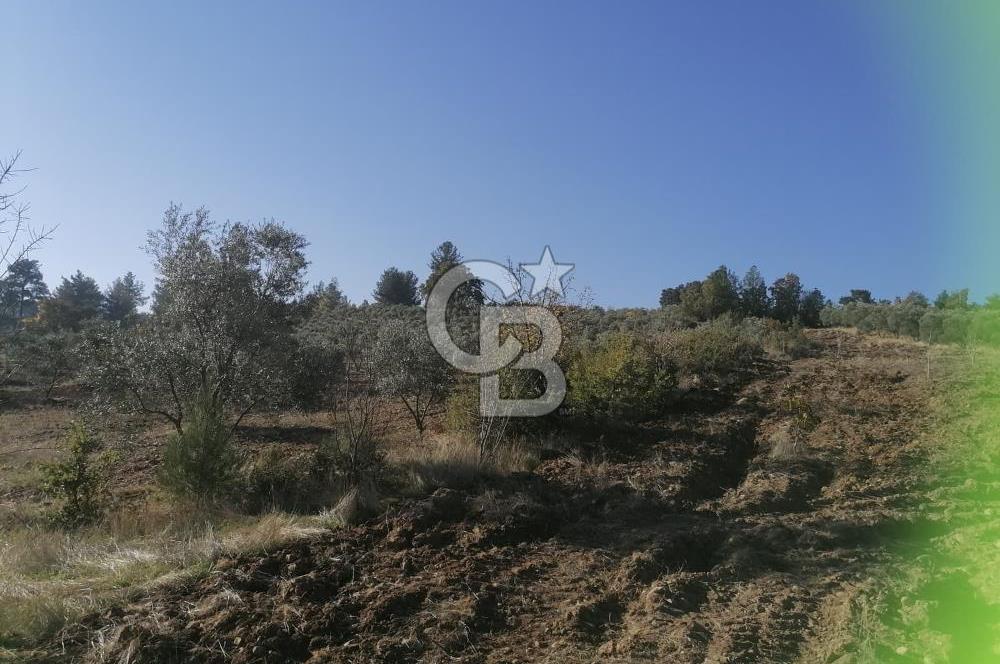 Muğla Menteşe Gazeller Mahallesi’nde Satılık Tarla