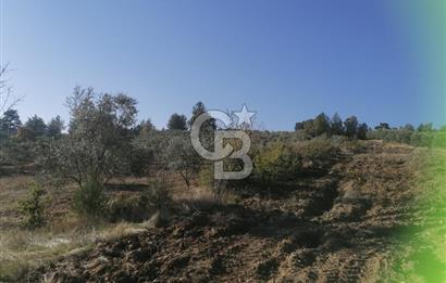 Muğla Menteşe Gazeller Mahallesi’nde Satılık Tarla