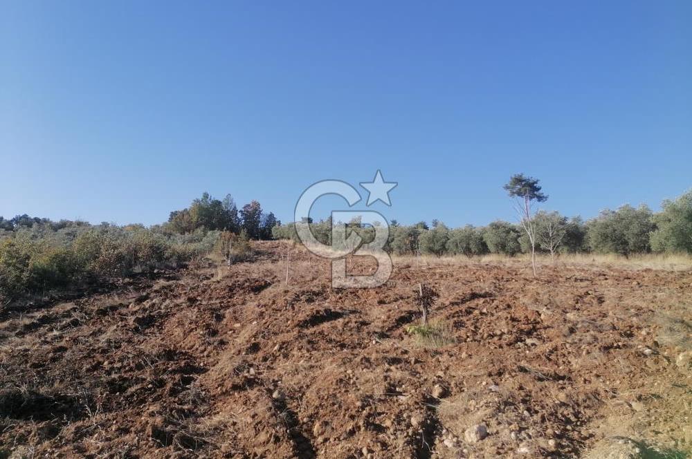 Muğla Menteşe Gazeller Mahallesi’nde Satılık Tarla