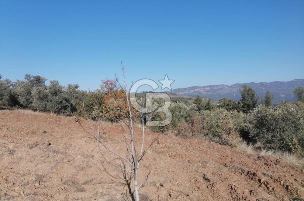 Muğla Menteşe Gazeller Mahallesi’nde Satılık Tarla