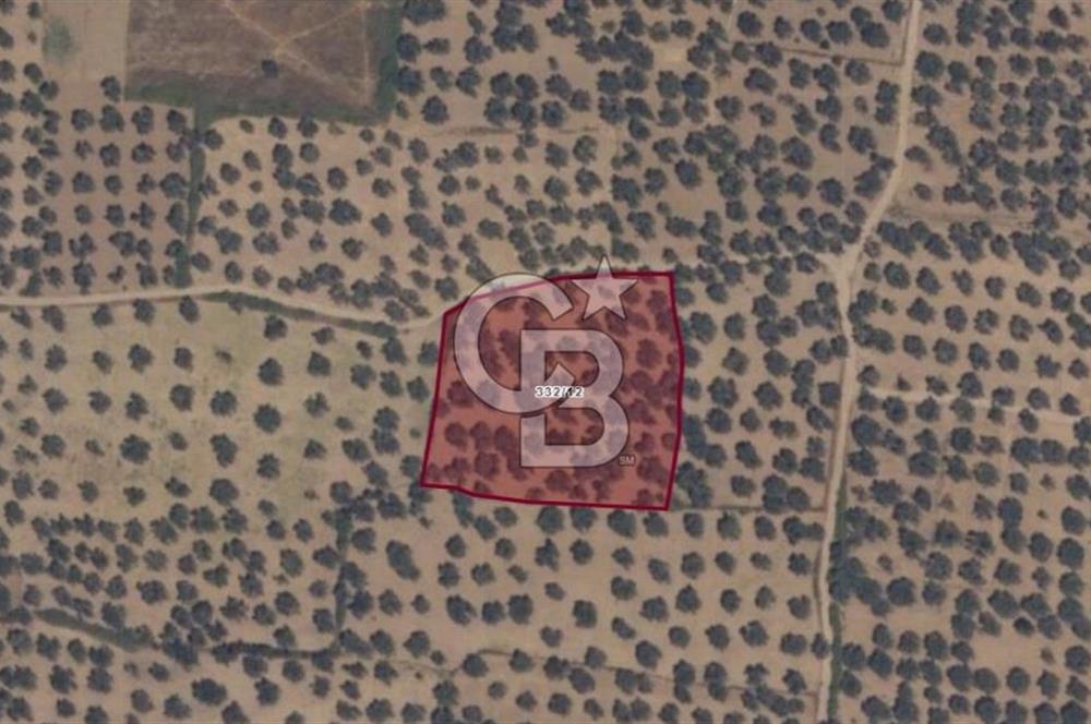 Gömeç karaağaç mahallesi 5600 m2 