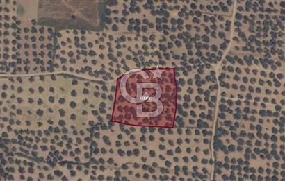 Gömeç karaağaç mahallesi 5600 m2 