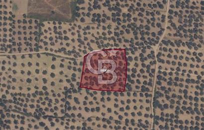 Gömeç karaağaç mahallesi 5600 m2 