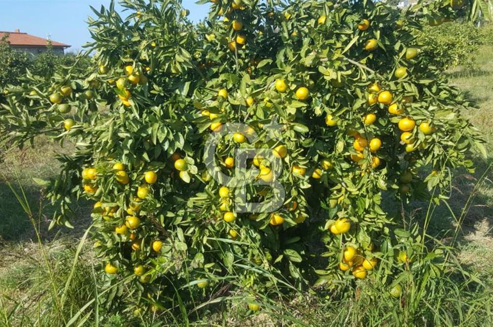 Karaburun Parlak Mahallesi'nde 5799 m² Mandalina Bahçesi