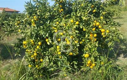 Karaburun Parlak Mahallesi'nde 5799 m² Mandalina Bahçesi