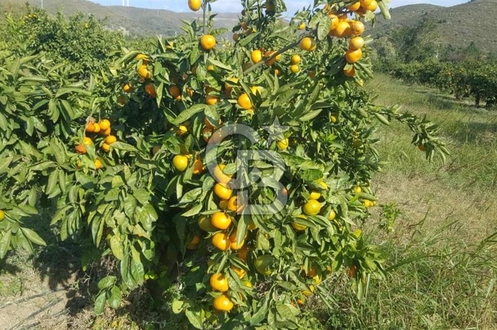 Karaburun Parlak Mahallesi'nde 5799 m² Mandalina Bahçesi