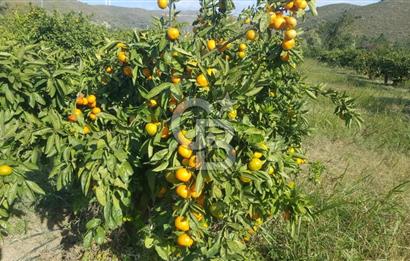 Karaburun Parlak Mahallesi'nde 5799 m² Mandalina Bahçesi