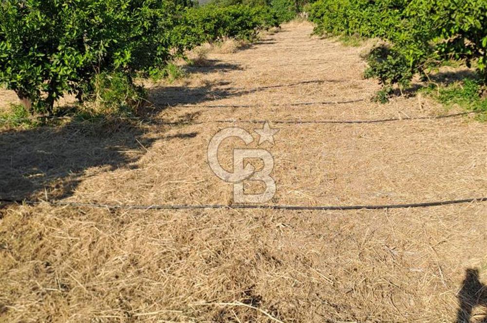 Karaburun Parlak Mahallesi'nde 5799 m² Mandalina Bahçesi