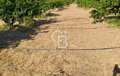 Karaburun Parlak Mahallesi'nde 5799 m² Mandalina Bahçesi