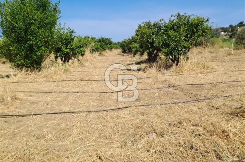 Karaburun Parlak Mahallesi'nde 5799 m² Mandalina Bahçesi