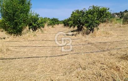 Karaburun Parlak Mahallesi'nde 5799 m² Mandalina Bahçesi