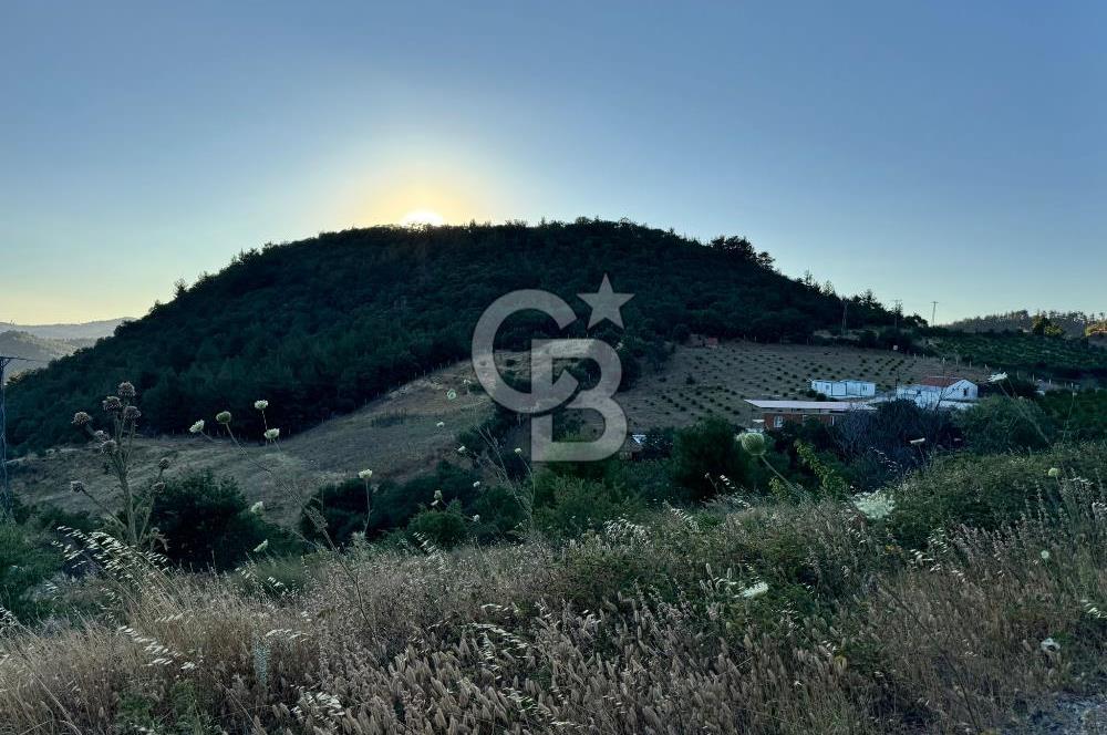Manisa Soma'da Satılık Tarla