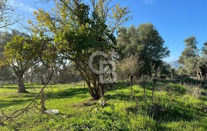 Bayındır Yakacık'da Merkeze Yakın Satılık Muhteşem Zeytinlik