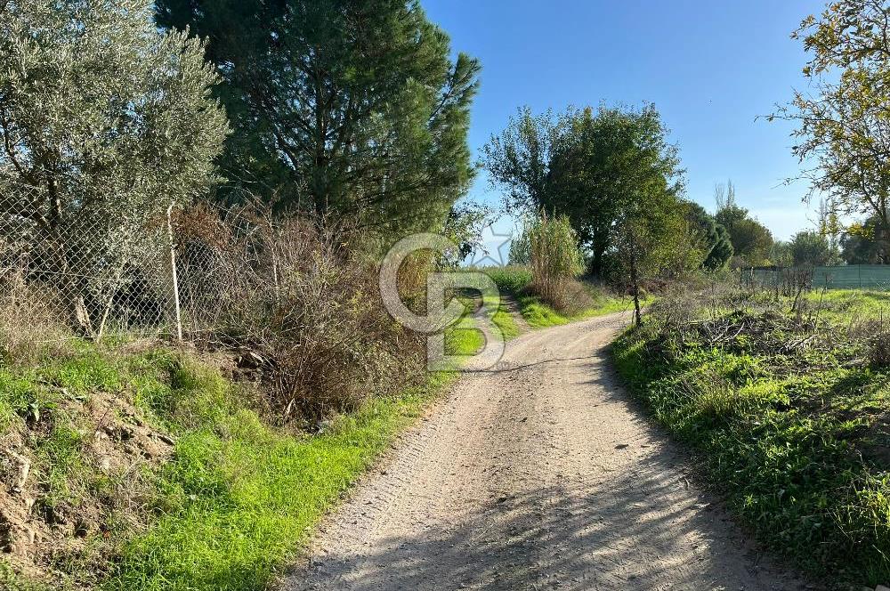 Bayındır Yakacık'da Merkeze Yakın Satılık Muhteşem Zeytinlik