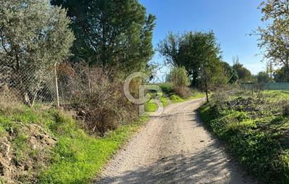 Bayındır Yakacık'da Merkeze Yakın Satılık Muhteşem Zeytinlik