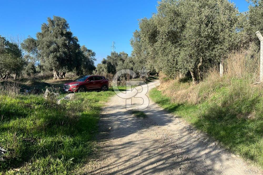 Bayındır Yakacık'da Merkeze Yakın Satılık Muhteşem Zeytinlik