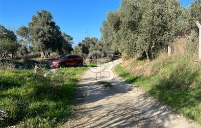 Bayındır Yakacık'da Merkeze Yakın Satılık Muhteşem Zeytinlik