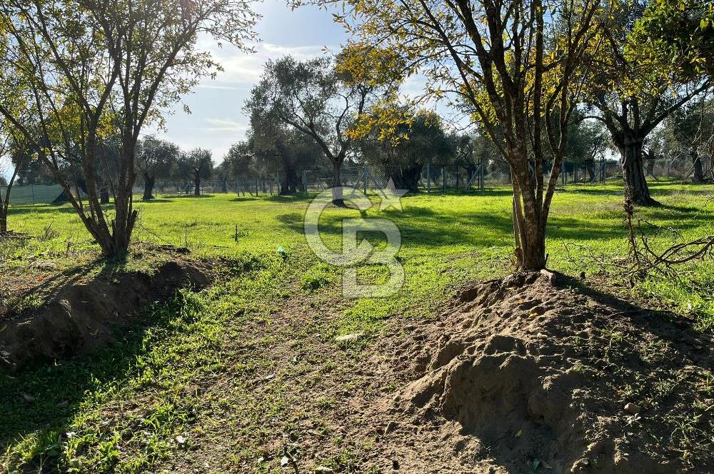 Bayındır Yakacık'da Merkeze Yakın Satılık Muhteşem Zeytinlik