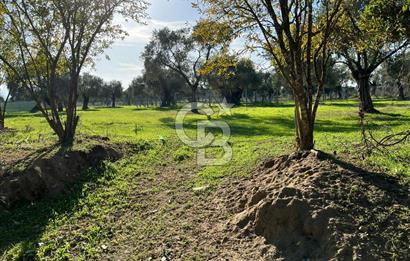 Bayındır Yakacık'da Merkeze Yakın Satılık Muhteşem Zeytinlik