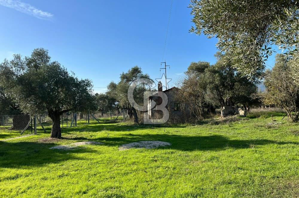 Bayındır Yakacık'da Merkeze Yakın Satılık Muhteşem Zeytinlik