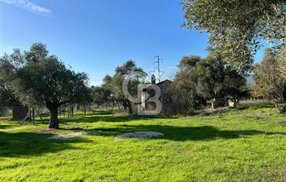 Bayındır Yakacık'da Merkeze Yakın Satılık Muhteşem Zeytinlik