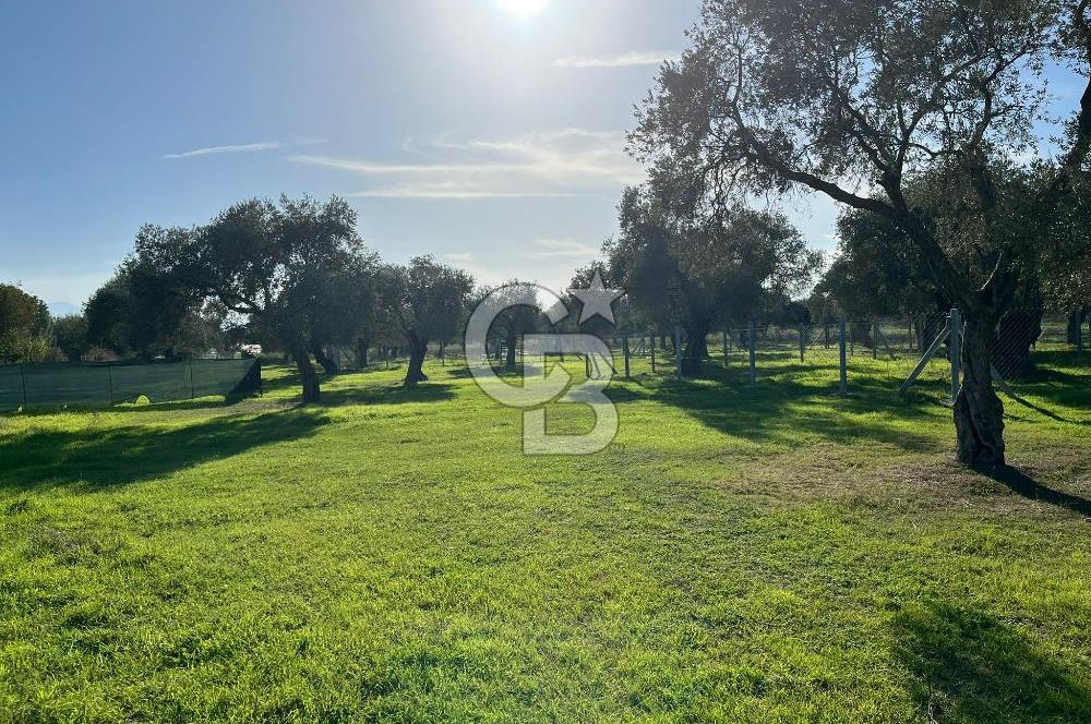 Bayındır Yakacık'da Merkeze Yakın Satılık Muhteşem Zeytinlik