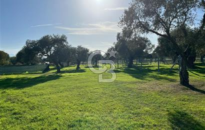 Bayındır Yakacık'da Merkeze Yakın Satılık Muhteşem Zeytinlik