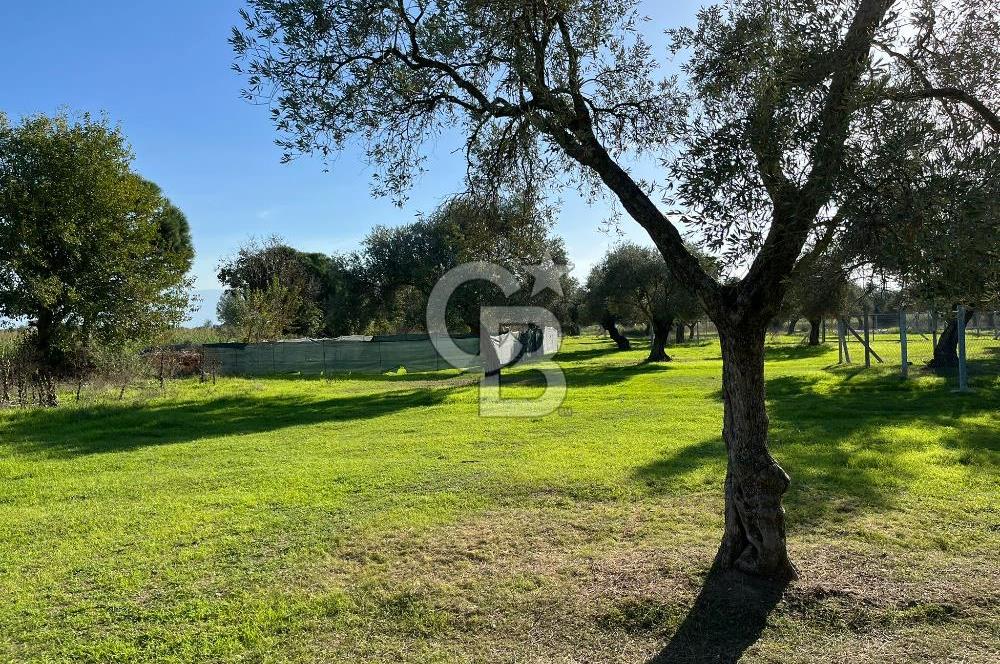 Bayındır Yakacık'da Merkeze Yakın Satılık Muhteşem Zeytinlik