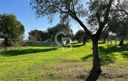 Bayındır Yakacık'da Merkeze Yakın Satılık Muhteşem Zeytinlik