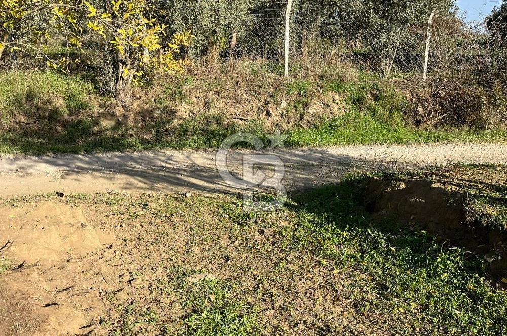 Bayındır Yakacık'da Merkeze Yakın Satılık Muhteşem Zeytinlik