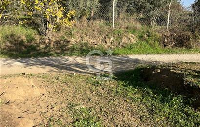 Bayındır Yakacık'da Merkeze Yakın Satılık Muhteşem Zeytinlik