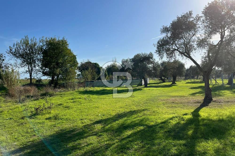 Bayındır Yakacık'da Merkeze Yakın Satılık Muhteşem Zeytinlik