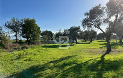 Bayındır Yakacık'da Merkeze Yakın Satılık Muhteşem Zeytinlik