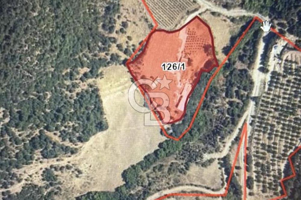 Manisa Soma'da Satılık Tarla