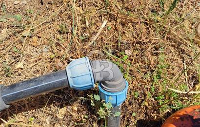 Karaburun Parlak Mahallesi'nde 5799 m² Mandalina Bahçesi