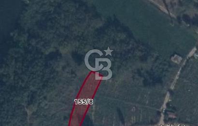 CB CITY'DEN İNHİSAR KOYUNLU KÖYÜNDE SATILIK BAHÇE