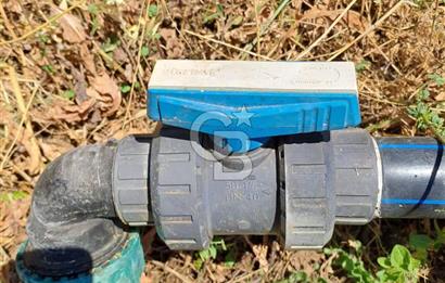 Karaburun Parlak Mahallesi'nde 5799 m² Mandalina Bahçesi