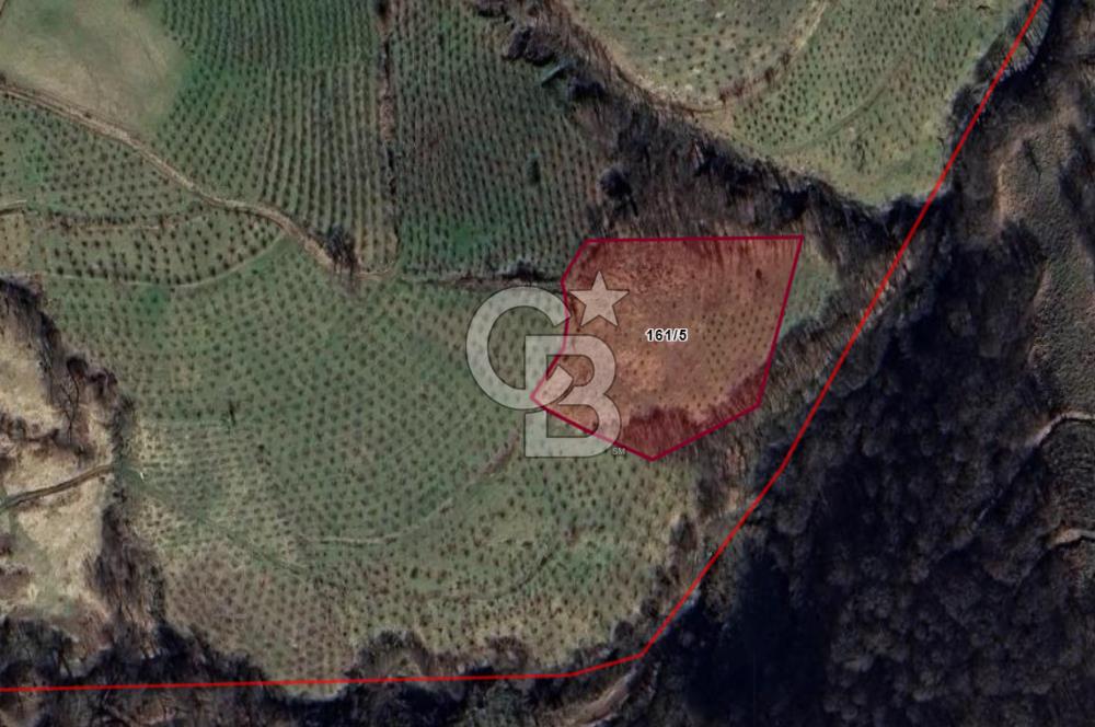 6030 M2 SATILIK FINDIK TARLASI..