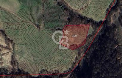 6030 M2 SATILIK FINDIK TARLASI..