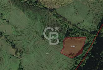 6030 M2 SATILIK FINDIK TARLASI.. - 1 - 314689