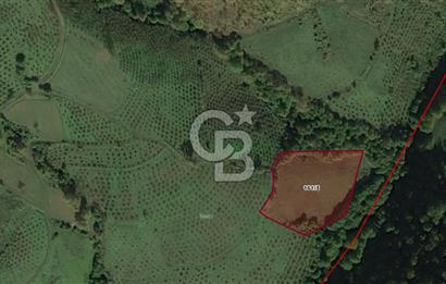 6030 M2 SATILIK FINDIK TARLASI..