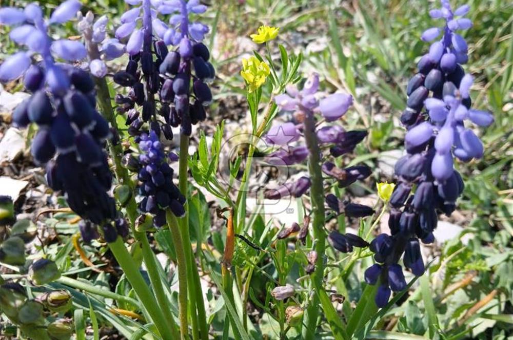 Modern mimari doğa ile buluştu