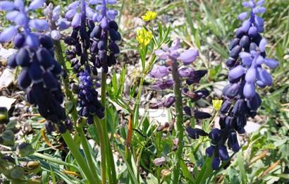 Modern mimari doğa ile buluştu