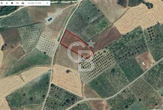 Tekirdağ Şarköy' de Yola Cepheli Satılık Tarla Üzüm Bağları - 4 - 314679